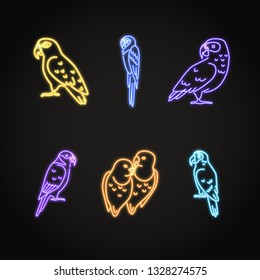 Parrot icons set in glowing neon style