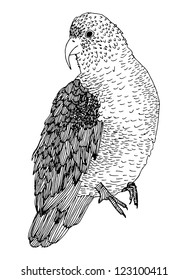 Parrot illustration