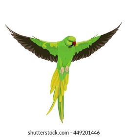 parrot illustration