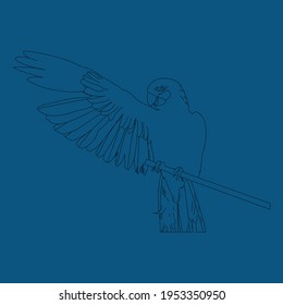 it's a parrot illustrator vector drawing line art