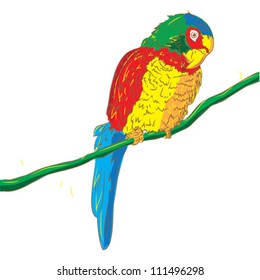 parrot, isolated on white background vector