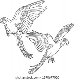 Parrot Line art for coloring page and book