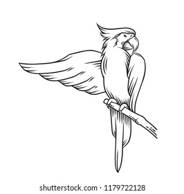 Parrot line art vector