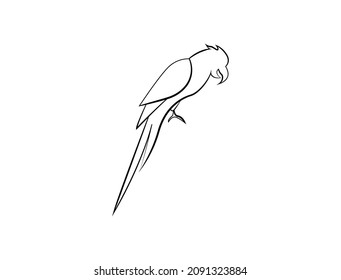 parrot line art vector illustration