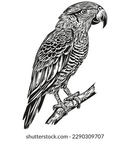 parrot logo, black and white illustration hand drawing parrots
