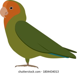 Parrot lovebird rose-cheeked on white background vector illustration, a separate element, green, orange color, flat style for presentations, stickers, postcards, gift wrapping.