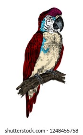 Parrot Macaw bird engraving vector illustration. Scratch board style imitation. Black and white hand drawn image.