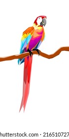 parrot (macaw) bird white background pop art vector