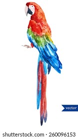 parrot, macaw, cockatoo, watercolor, vector, red