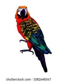 parrot macaw colored vector illustration on white background, hand drawing , ink, sketch