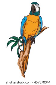 Parrot macaw on a branch, vector illustration