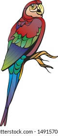 parrot macaw on a whitr background bird
