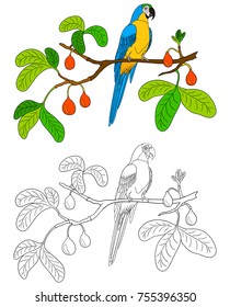 Parrot Macaw sits on fruit tree branch. Coloring book with blue bird.