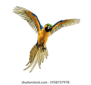 Parrot macaw from a splash of watercolor, colored drawing, realistic. Vector illustration of paints