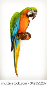 Parrot Macaw, Vector Illustration