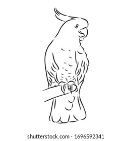 parrot on a branch, vector sketch illustration