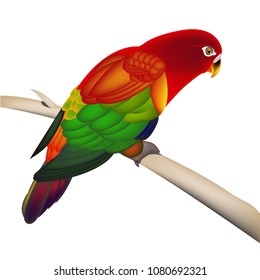 parrot  on a white background