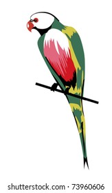 parrot on white background