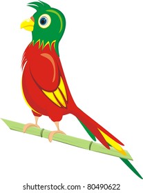 A parrot on white background