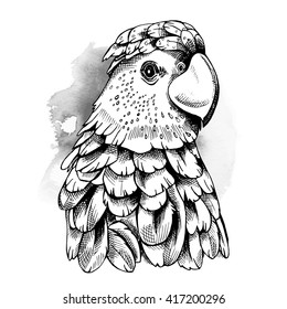Parrot portrait. Vector illustration.