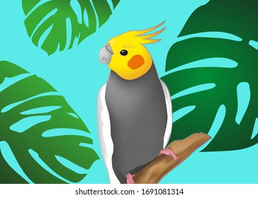 Parrot, pretty cockatiel illustration, cute bird and green monstera leaves