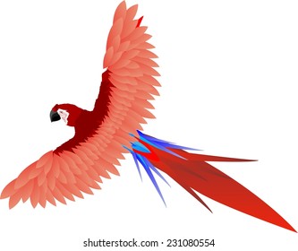 Parrot with red wings isolated on white background
