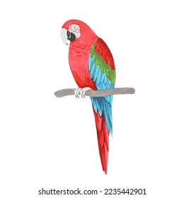 Parrot, red-and-green macaw Ara chloropterus, sitting on tree branch. Cartoon hand drawn vector illustration isolated on white background