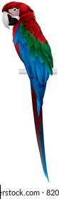 Parrot, Red-and-green Macaw, large mostly-red Green-winged bird, the largest of the Ara genus, vector image