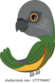 Parrot Senegal. Vector color flat image.