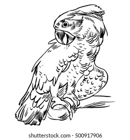 Parrot set isolated hand drawn vector llustration realistic sketch