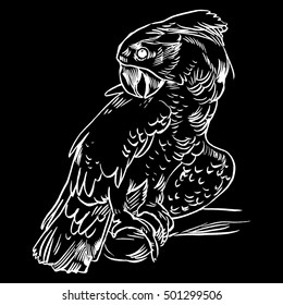 Parrot set isolated hand drawn vector llustration realistic sketch
