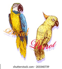 Parrot set. Tropical bird sketch collection