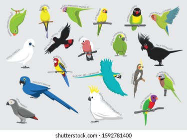 Parrot Set Various Kind Identify Cartoon Vector