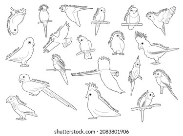 Parrot Set Various Kind Identify Cartoon Vector Black and White