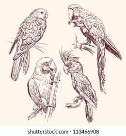 Parrot set  vector llustration