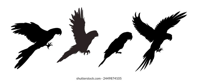 Silueta de loro - aislado - Ilustración vectorial	