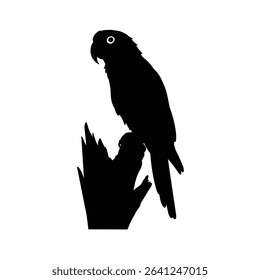 Parrot silhouette perched on branch tropical bird.
