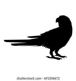parrot silhouette, vector, illustration