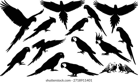 Conjunto de Vectores de silueta de loro, íconos de pájaros negros, poses voladoras y posadas, paquete de ilustración tropical, gráficos de aves editables, colección artística de loro, Clipart de pájaros exóticos