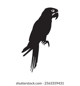 Parrot Silhouette Vector Set, Tropical Parrot Silhouette in Minimalist Style.