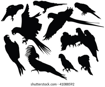parrot silhouettes - vector