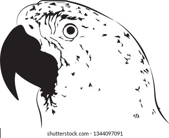 Parrot simple black and white logo icon vector illustration drawing sketch