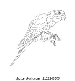 The parrot sits on a branch.Isolated on a white background. Separate stroke. Vector illustration. 