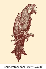 Parrot sitting on a branch. Hand drawn animal sketch vintage vector illustration