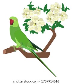 Parrot sitting on a tree branch with huge white flowers. Vector illustration of  Indian ring-neck parrot