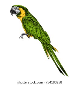 bocetos de loro dibujo gráfico vectorial imagen en color