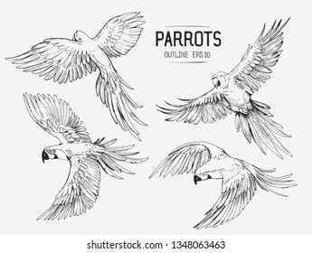 Parrot sketches. Hand drawn outlines converted to vector