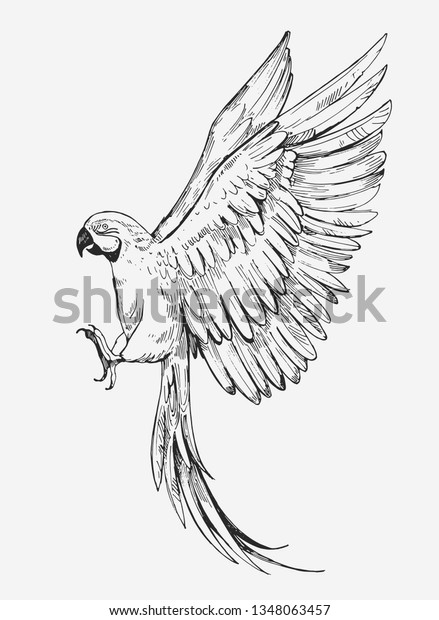 Parrot Sketches Hand Drawn Outlines Converted Stock Vector (Royalty ...