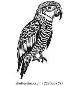 parrot sketches, outline with transparent background, hand drawn illustration parrots
