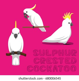 Parrot Sulphur-Crested Cockatoo Cartoon Vector Illustration